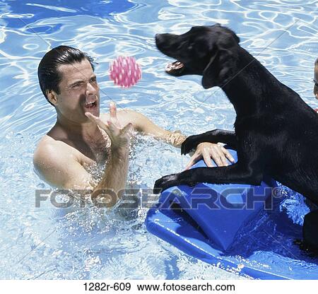 Stock Photo - people, swim, pool, playing, dog, Labrador. Fotosearch