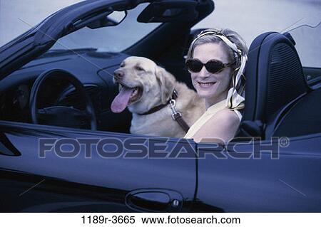 people, woman, dog, car, pet, sunglasses, riding View Large Photo Image Stock Photography - people, woman, dog, car, pet, sunglasses, riding. Fotosearch