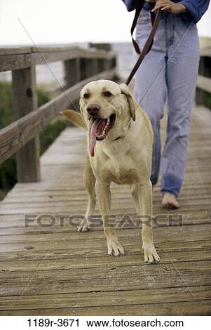 Stock Image - people, woman, walking, dog, pet, outdoors, leash. Fotosearch