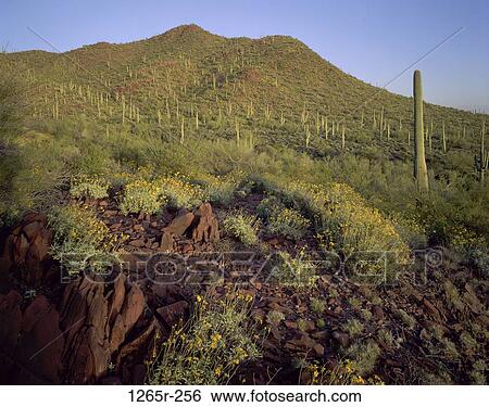Red Hills, Saguaro National Park, Arizona, USA View Large Photo Image Stock Photograph - Red Hills, Saguaro National Park, Arizona, USA. Fotosearch