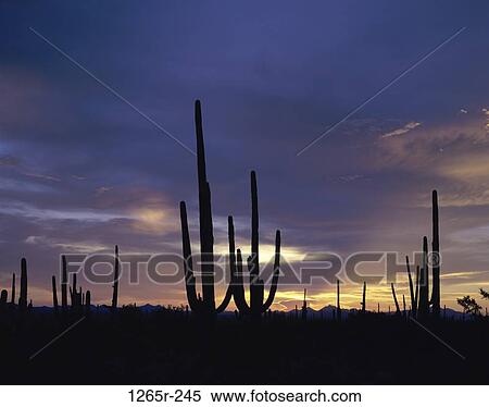 Stock Photography - Saguaro Cactus, Saguaro National Park, Arizona, USA. Fotosearch