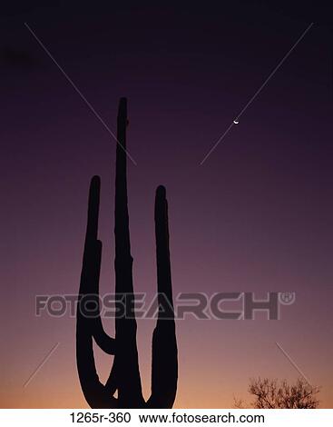 Saguaro Cactus View Large Photo Image Stock Image - Saguaro Cactus. Fotosearch