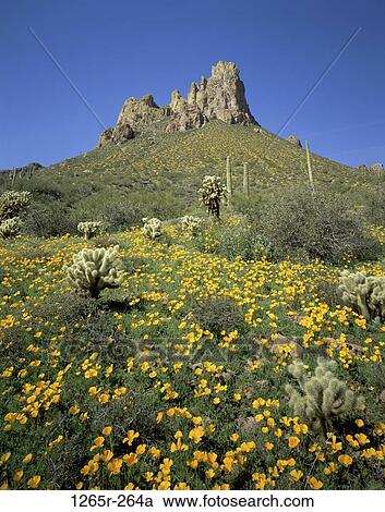Tonto National Forest, Arizona, USA View Large Photo Image Stock Image - Tonto National Forest, Arizona, USA. Fotosearch