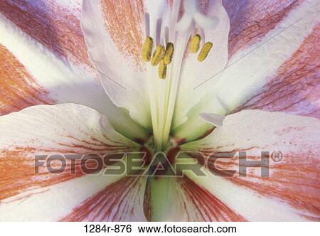 Amaryllis View Large Photo Image Stock Photograph - Amaryllis. Fotosearch