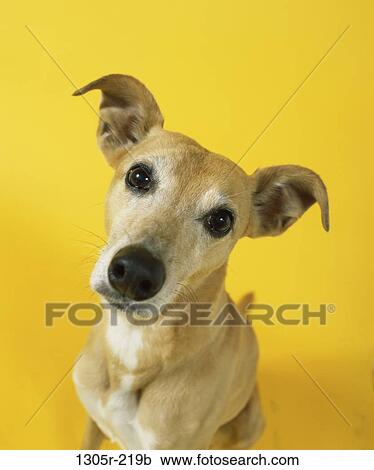 animal, dog, attention, sitting, staring, stare, attentive View Large Photo Image Stock Image - animal, dog, attention, sitting, staring, stare, attentive. Fotosearch