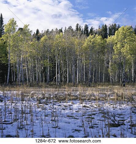Stock Image - Aspen Trees, Wyoming, USA. Fotosearch