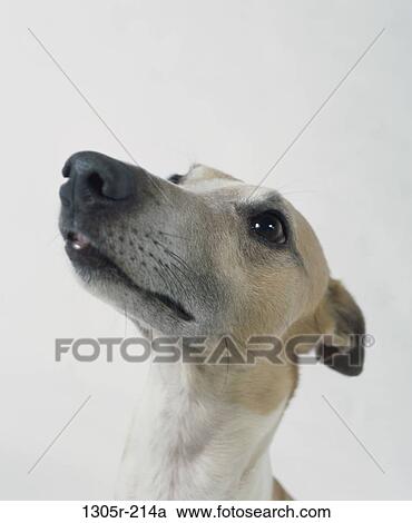 begging, dog, snout, animal, attention, attentive View Large Photo Image Stock Image - begging, dog, snout, animal, attention, attentive. Fotosearch