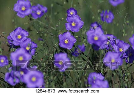Blue Flax View Large Photo Image Stock Image - Blue Flax. Fotosearch