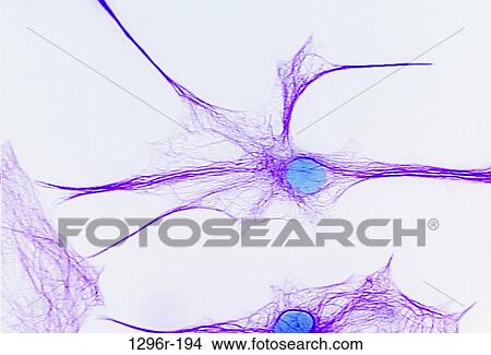 Brain Cell View Large Photo Image Picture - Brain Cell. Fotosearch
