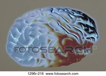 brain, health, illustration, mind, medical, organ View Large Photo Image Stock Photograph - brain, health, illustration, mind, medical, organ. Fotosearch