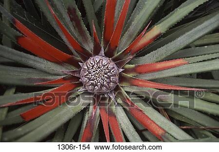 Picture - Bromeliad. Fotosearch