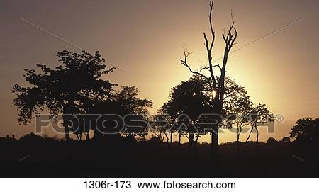 Calauit Island Wildlife Sanctuary, Palawan, Philippines View Large Photo Image Stock Image - Calauit Island Wildlife Sanctuary, Palawan, Philippines. Fotosearch