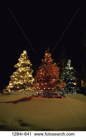 Stock Image - Christmas, trees, outdoors, lights, still life, holiday. Fotosearch
