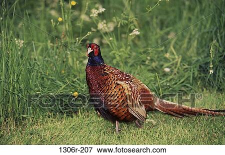 Common Pheasant View Large Photo Image Stock Photo - Common Pheasant. Fotosearch