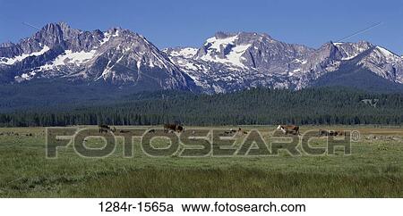 Stock Image - Cows, Idaho, USA. Fotosearch