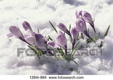 Crocuses View Large Photo Image Picture - Crocuses. Fotosearch