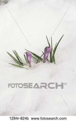Stock Image - Crocuses. Fotosearch