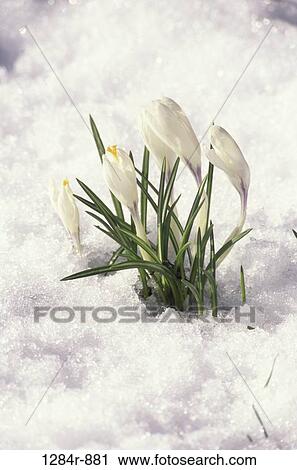 Crocuses View Large Photo Image Stock Image - Crocuses. Fotosearch