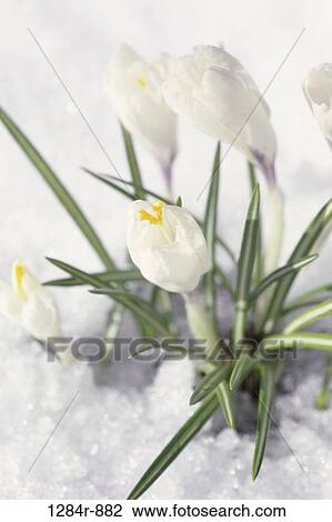 Crocuses View Large Photo Image Stock Image - Crocuses. Fotosearch