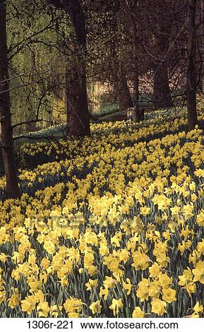 Daffodils View Large Photo Image Stock Image - Daffodils. Fotosearch