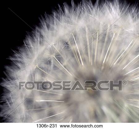 Dandelion View Large Photo Image Stock Image - Dandelion. Fotosearch