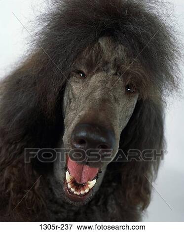 dog, animal, fluffy, indoors, afghan, furry View Large Photo Image Stock Photo - dog, animal, fluffy, indoors, afghan, furry. Fotosearch