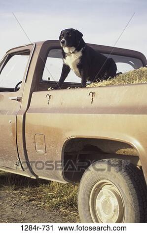dog, animal, truck, mammal, Dogs various View Large Photo Image Stock Image - dog, animal, truck, mammal, Dogs various. Fotosearch