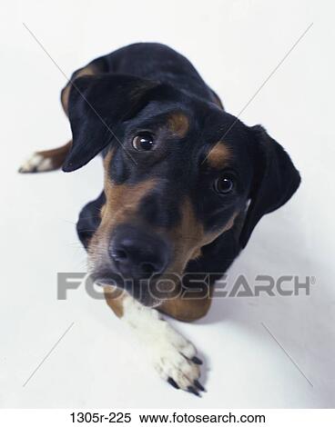 dog, looking, resting, watching, lying down, innocent, wonder View Large Photo Image Stock Photography - dog, looking, resting, watching, lying down, innocent, wonder. Fotosearch