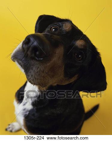 dog, nose, sitting, looking, waiting, animal View Large Photo Image Picture - dog, nose, sitting, looking, waiting, animal. Fotosearch