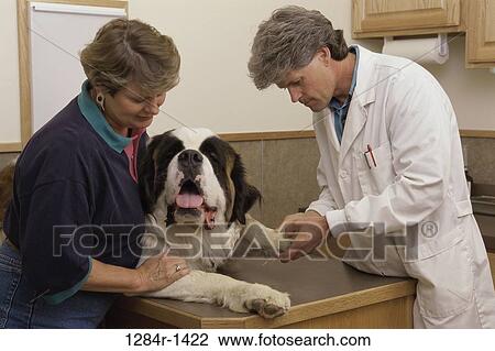Stock Image - dog, pet, health, checking, check, medical. Fotosearch