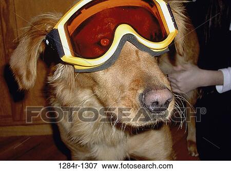 dog, pet, humor, animal, mammal, eyewear View Large Photo Image Stock Photo - dog, pet, humor, animal, mammal, eyewear. Fotosearch
