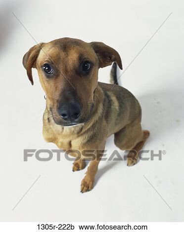 dog, sitting, apprehensive, animal, sit, mammal View Large Photo Image Stock Image - dog, sitting, apprehensive, animal, sit, mammal. Fotosearch
