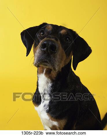 dog, staring, enthralled, animal, stare, indoors, cropped View Large Photo Image Stock Image - dog, staring, enthralled, animal, stare, indoors, cropped. Fotosearch