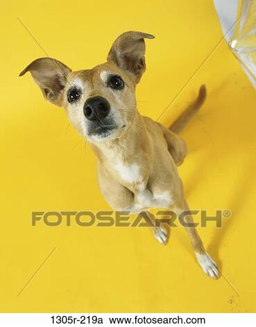 dog, yellow, sitting, watch, watching, attention, animal View Large Photo Image Stock Image - dog, yellow, sitting, watch, watching, attention, animal. Fotosearch