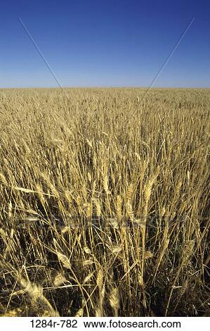 Stock Image - Durham Wheat. Fotosearch