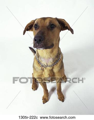 ears, dog, chain, sitting, waiting, collar, animal View Large Photo Image Stock Image - ears, dog, chain, sitting, waiting, collar, animal. Fotosearch