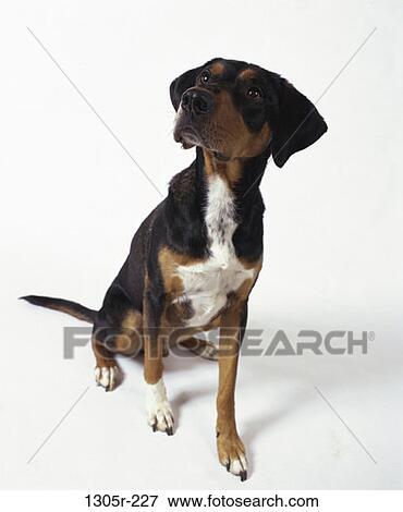 ears, dog, sitting, animal, indoors View Large Photo Image Stock Photo - ears, dog, sitting, animal, indoors. Fotosearch