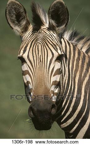 eating, nose, zebra, striped, animal, headshot View Large Photo Image Stock Photo - eating, nose, zebra, striped, animal, headshot. Fotosearch