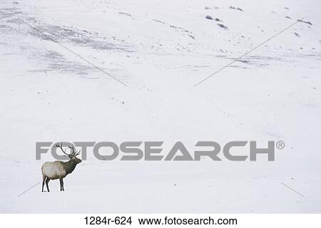 Elk, Wyoming, USA View Large Photo Image Picture - Elk, Wyoming, USA. Fotosearch