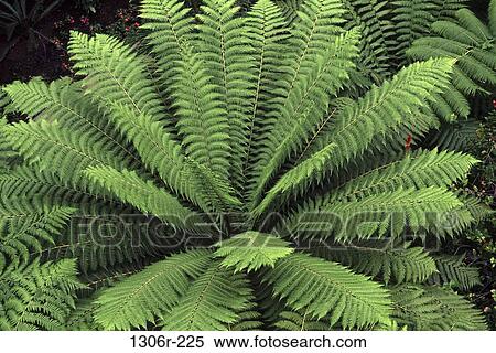 Fern View Large Photo Image Stock Photography - Fern. Fotosearch