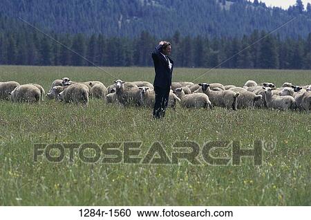 Field, sheep, lost, flock, herd, confusion View Large Photo Image Stock Image - Field, sheep, lost, flock, herd, confusion. Fotosearch