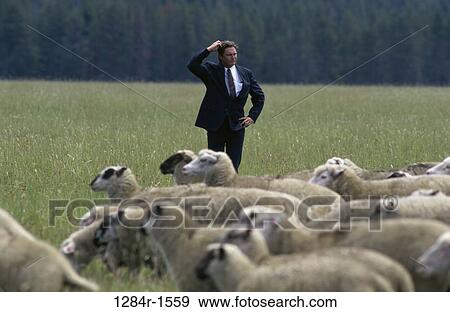Stock Photo - Field, sheep, lost, herd, confusion, business. Fotosearch