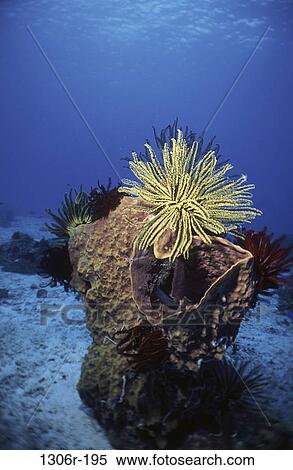 fish, feather, sea, couple, starfish, animal View Large Photo Image Stock Photography - fish, feather, sea, couple, starfish, animal. Fotosearch