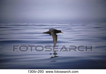 flight, reflection, water, bird, flying, calm View Large Photo Image Stock Image - flight, reflection, water, bird, flying, calm. Fotosearch