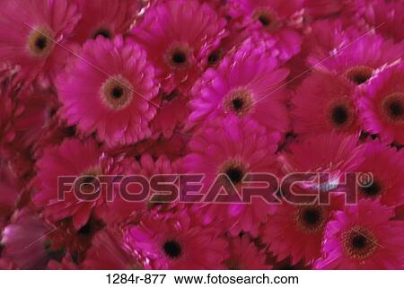 Gerbera Daisies View Large Photo Image Stock Photo - Gerbera Daisies. Fotosearch