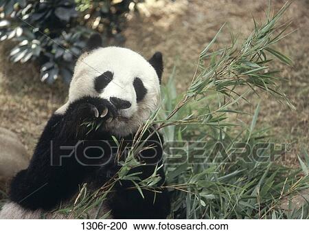 Stock Image - Giant Panda. Fotosearch