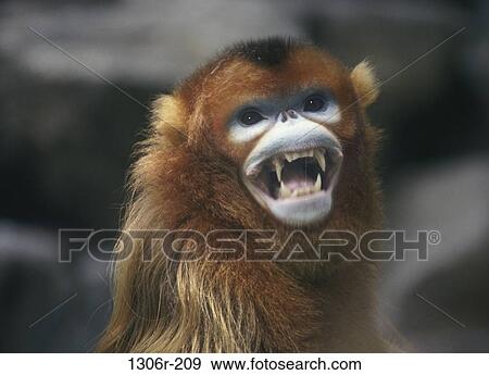 Stock Photo - Golden Monkey. Fotosearch