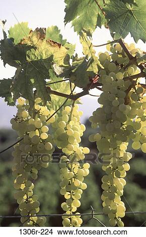 Grapes View Large Photo Image Picture - Grapes. Fotosearch