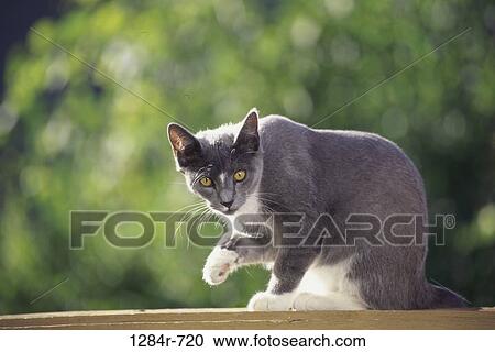 gray, cat, outdoors, animal, paw, backlit View Large Photo Image Stock Image - gray, cat, outdoors, animal, paw, backlit. Fotosearch