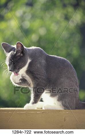 gray, licking, cat, tongue, outdoors, bathing, animal View Large Photo Image Stock Image - gray, licking, cat, tongue, outdoors, bathing, animal. Fotosearch